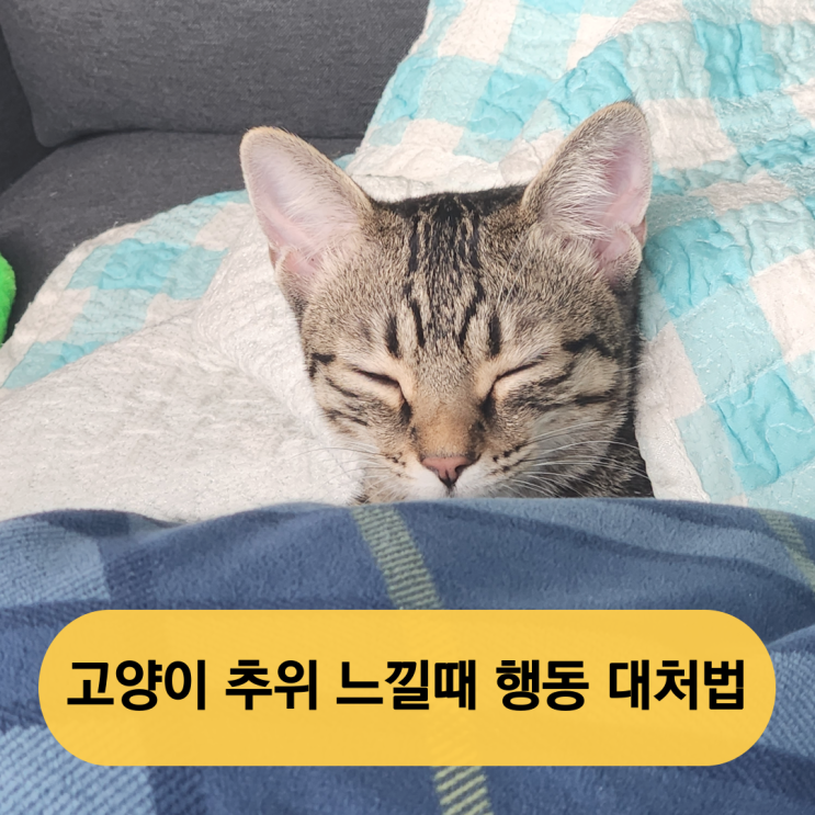  고양이 추위 느낄때 행동 대처방법