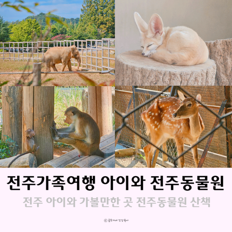 전주 아이와 가볼만한 곳 볼거리가 있는 산책로 전주동물원 전주 아이와 가볼만한 곳 볼거리가 있는 산책로 전주동물원