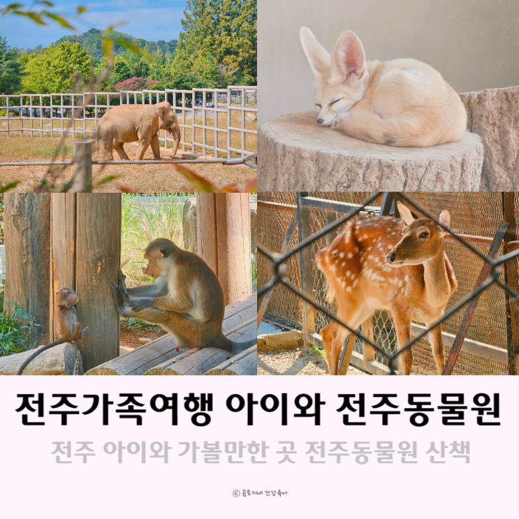 전주 아이와 가볼만한 곳 볼거리가 있는 산책로 전주동물원