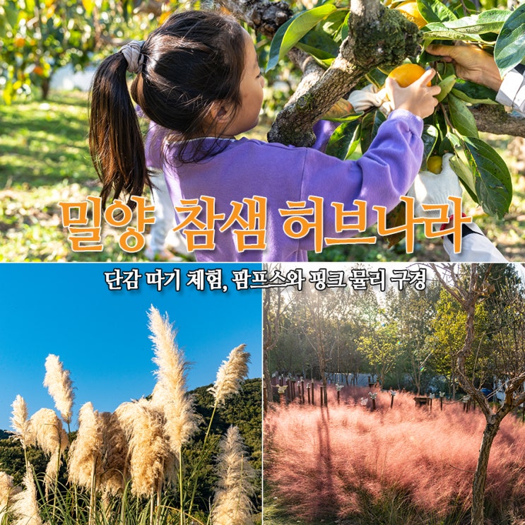 밀양 참샘허브나라 단감 따기 체험, 가을허브 향기축제 - 팜파스와 핑크 뮬리 구경