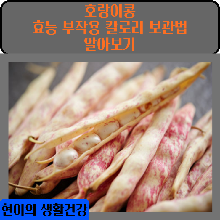  호랑이콩 효능 부작용 칼로리 보관법 알아보기