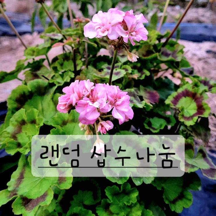  랜덤 제라늄 삽수 나눔