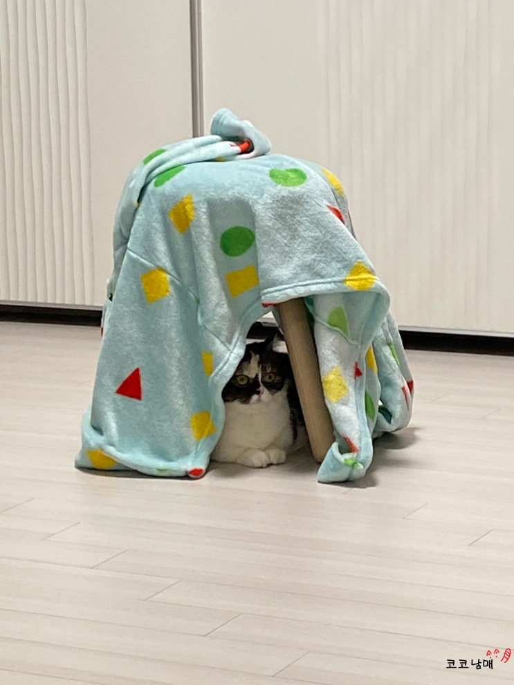 오랜만에 코딩이 코비 사진 투척 / 코코남매 근황