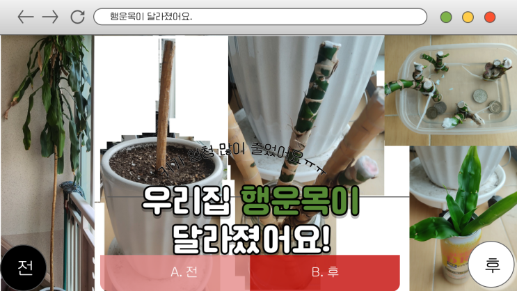  행운목 달라져 큰결단 결심 삽목 자르기 수경재배 새싹 뿌리 행운가득