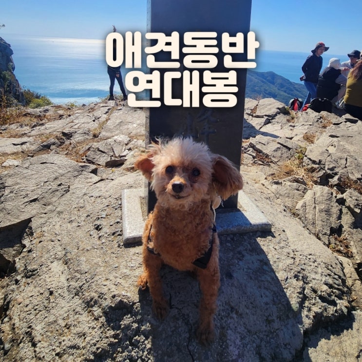  부산 애견동반 연대봉 등산 주차정보