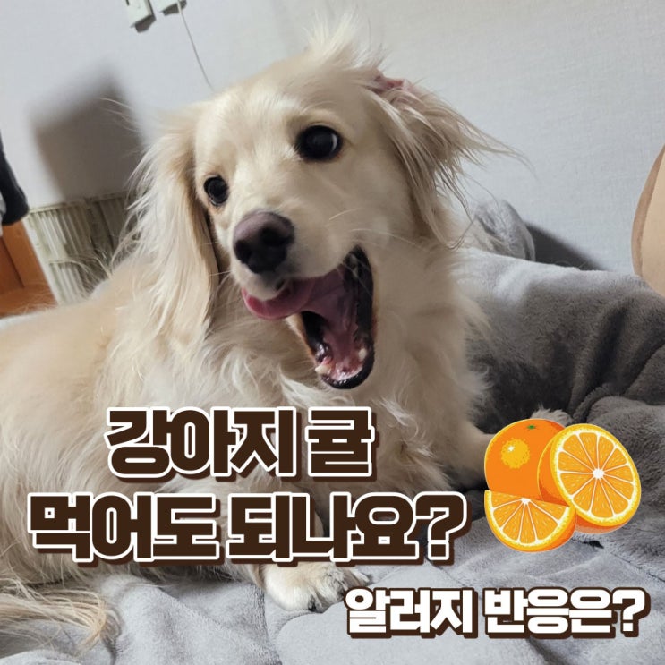  강아지 귤 먹어도 되나요?알러지 증상과 대처법