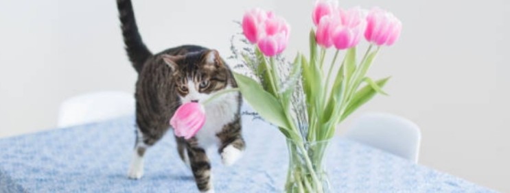 고양이 튤립, 독성과 중독에 조심해야하는 꽃