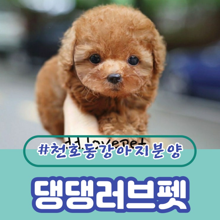  천호동강아지분양 신뢰가 생겨