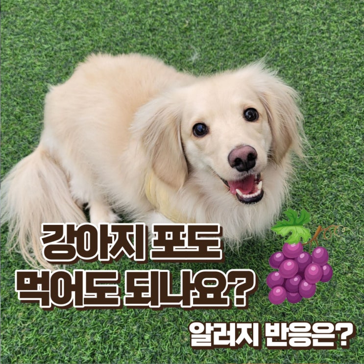  강아지 포도 먹어도 되나요?포도 중독 증상과 대처법