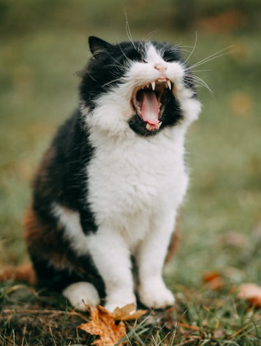 고양이 똥 꿈 집에 새끼 고양이 똥 치우는 꿈 해몽