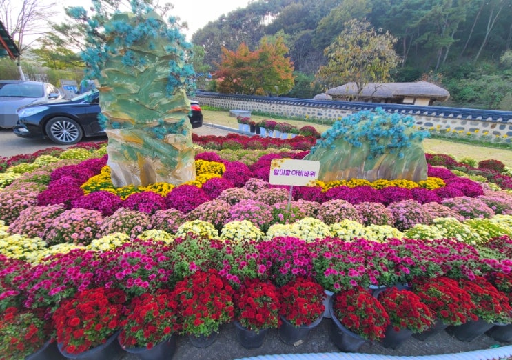  태안 국화축제 후기, 가볍게 가볼만한 가을꽃축제, 충남여행지
