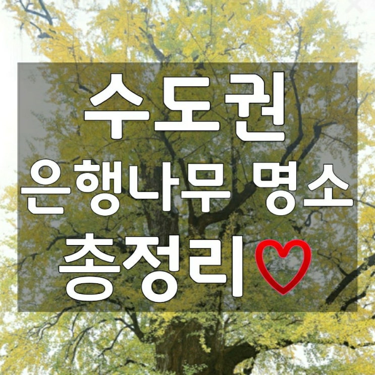 수도권 단풍명소 은행나무길 구경 총정리 대중교통 서울 경기 인천
