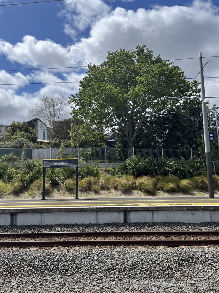  [뉴질랜드 워홀]+21 싱그러운 주말 Auckland Domain