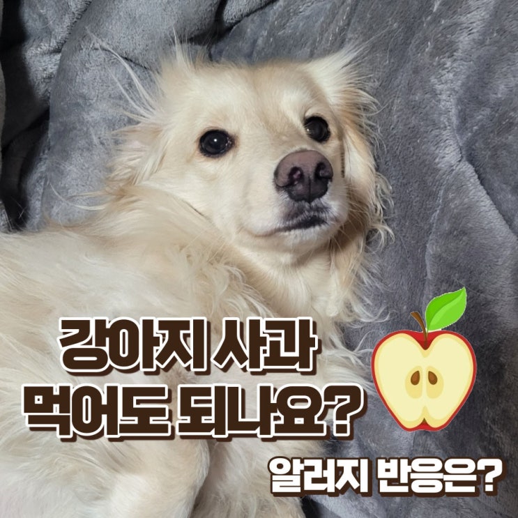 강아지 사과 먹어도 되나요?알러지 증상과 대처법
