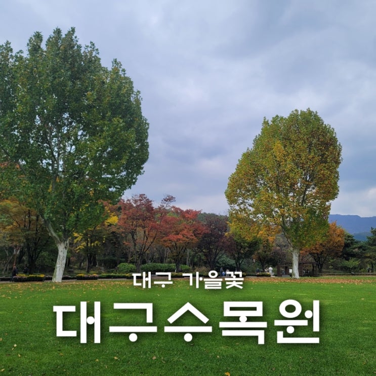 대구 가을꽃 대구수목원  국화전시회 기간 하루전날 방문