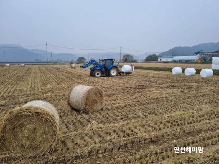  2023 곤포사일리지 볏짚 공룡알작업 소먹이 볏짚말기
