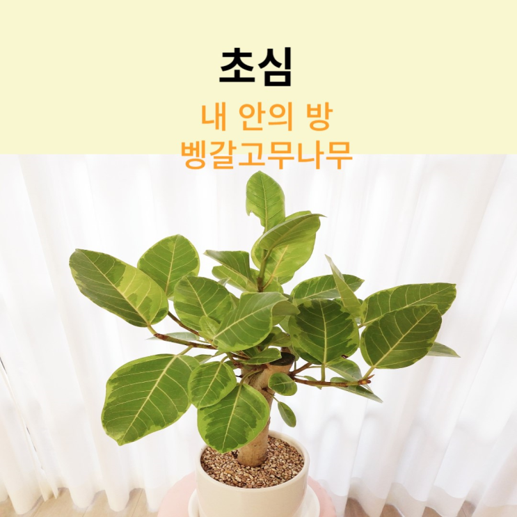 초심| 내 안의 방 벵갈고무나무 초심| 내 안의 방 벵갈고무나무
