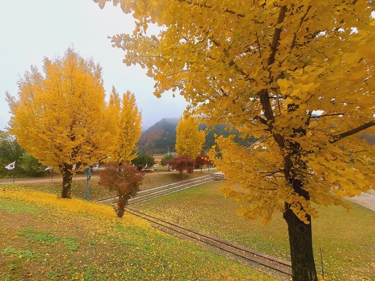 (일상) 류인석 기념관의 가을 은행나무 단풍 풍경