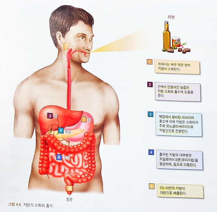 대사와 기능 식이지방 체내 흡수