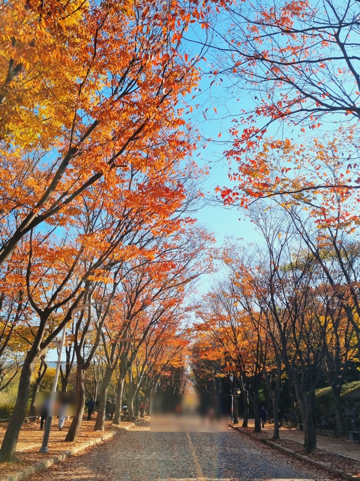  인천 대공원 단풍 구경, 아빠와 주말 힐링데이트 & 동물원 구경까지!