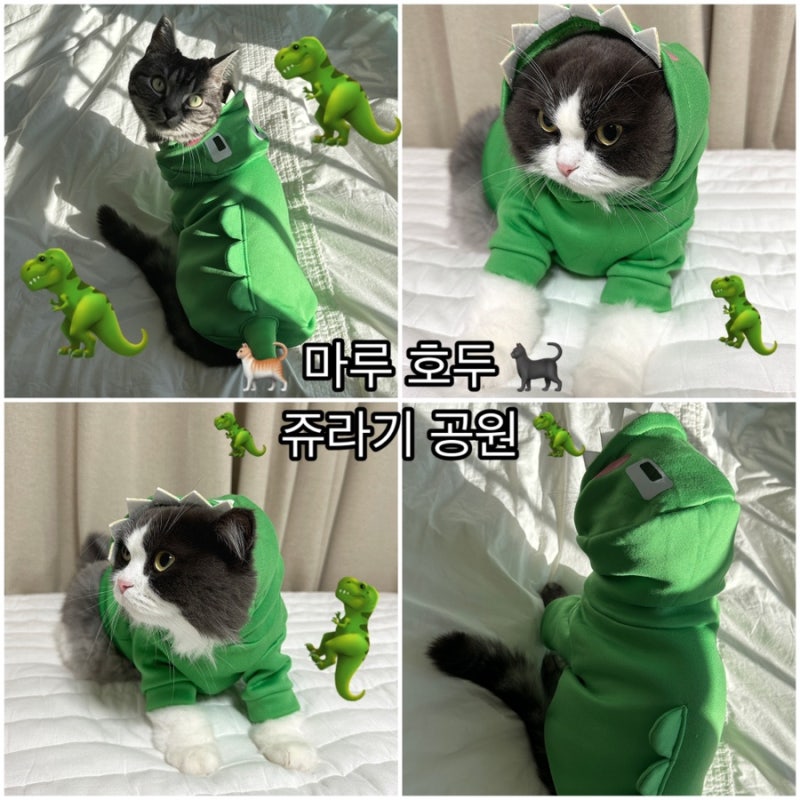 알뜰펫 아기고양이옷 공룡후드티 후기