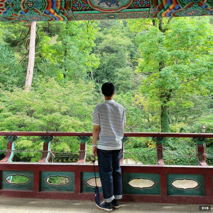  강원도 여행 평창 가볼만한 곳 / 오대산 월정사 전나무숲길 (+주차, 입장료)