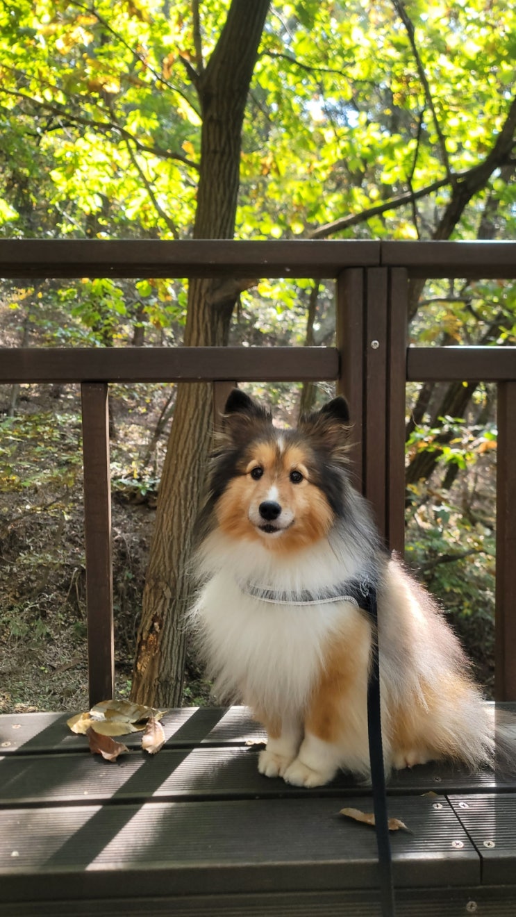 용마산 사가정공원 강아지와 가을 산책 일상
