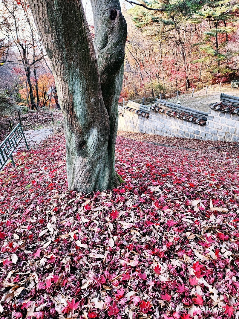 가을에 가볼만한곳 단풍 명소 11월 국내 가을 여행지 추천 베스트5 : 네이버 블로그