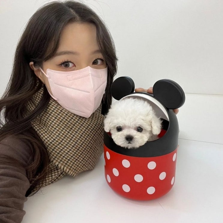 티컵강아지 분양 최초 사용자가 알리는 진실