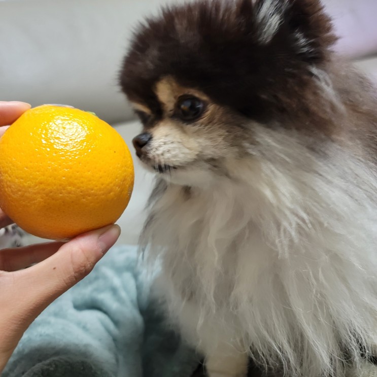 강아지 귤 오렌지 한라봉 천혜향 먹어도 되는 과일