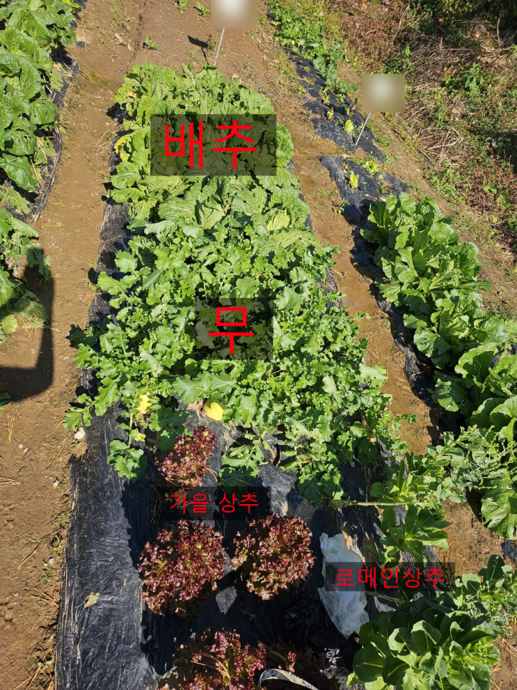  가족농장 가을수확기 배추 무 상추 로메인