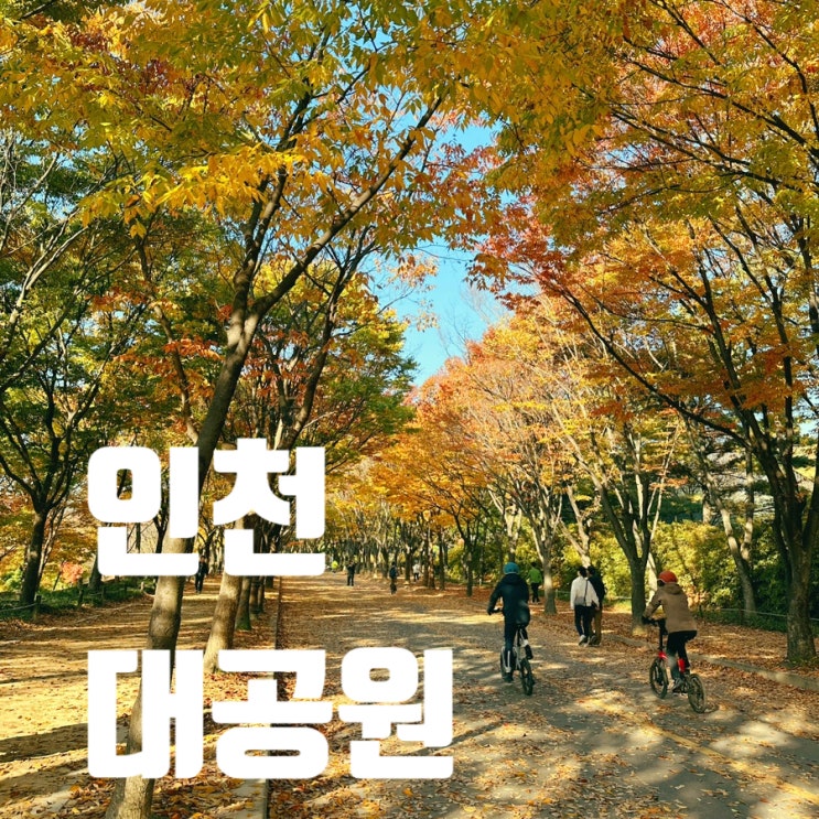 인천대공원 장수동 은행나무 실시간 가을 단풍현황 주차 꿀팁