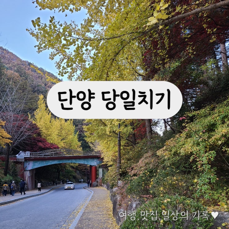  [단양 당일치기 코스] 패러이야기, 카페 산, 구경시장, 다르다면, 구인사 단풍 _ 23.10.29