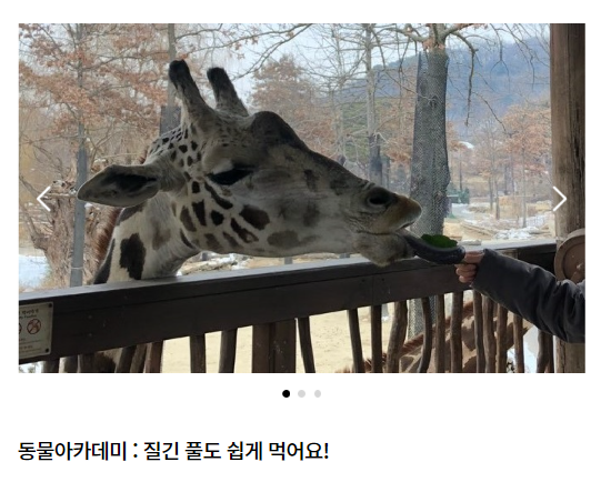  에버랜드 즐길 거리 동물 아카데미(질긴 풀도 쉽게 먹어요) 예약방법