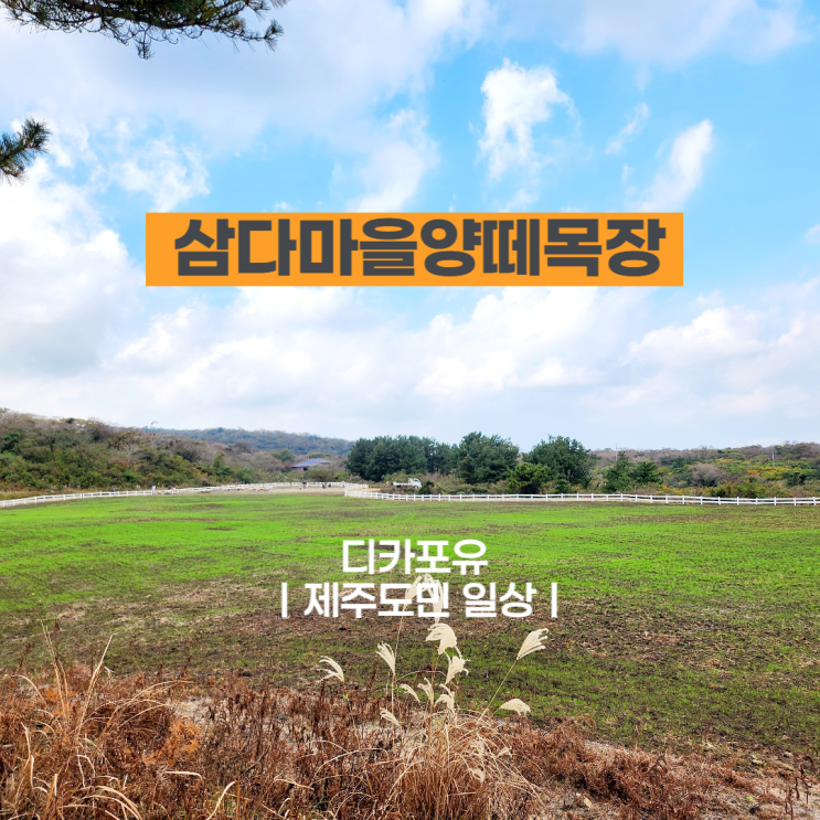  제주도민 주말 나들이, 삼다마을양떼목장에서 썰매 타기