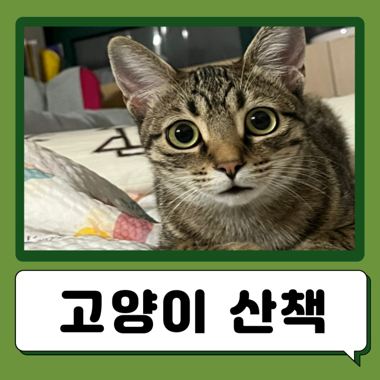  고양이 산책 추천하지 않는 이유
