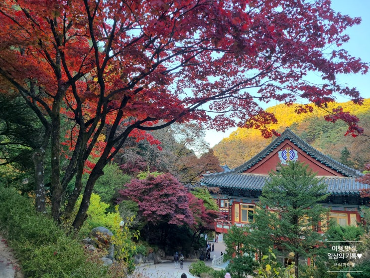  [여행 기록] 단양 단풍 실시간 현황_ 지금 바로 가세요️(사진, 동영상 有) 23.10.29