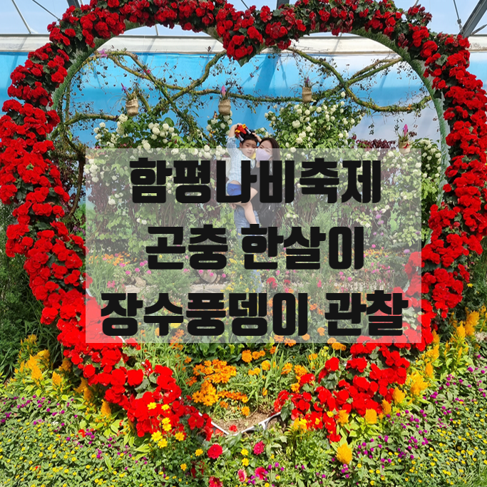  함평나비축제에서 봄 꽃들과 나비한살이관찰 곤충관찰 / 장수풍뎅이애벌레와 번데기 +미술관람