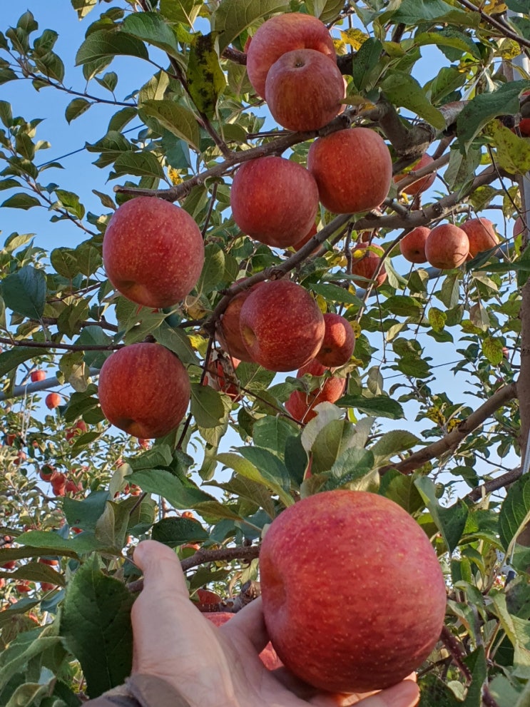 사과의 고장 의성 옥산 사과 구경하세요. 사과 따기 자원봉사하는 날