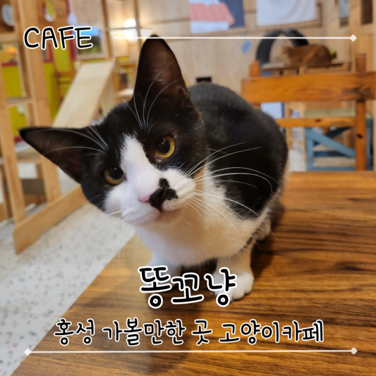  홍성 가볼만한 곳, 시내에 있는 고양이카페 - "똥꼬냥"