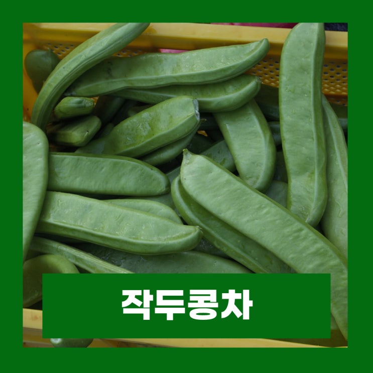  작두콩차 효능 부작용 생작두콩 끓이는법