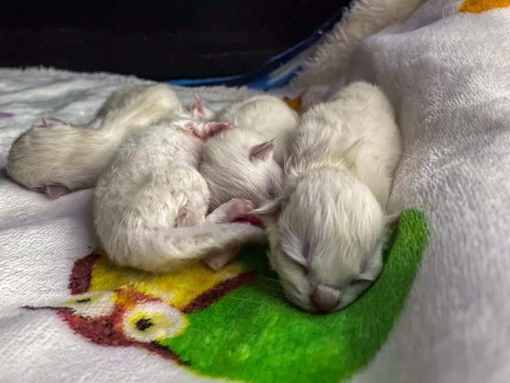  아기 고양이 범백 증상 원인, 파보바이러스 키트 검사 치료 예방법
