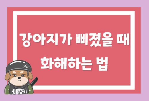  강아지가 삐졌을 때 화해하는 법