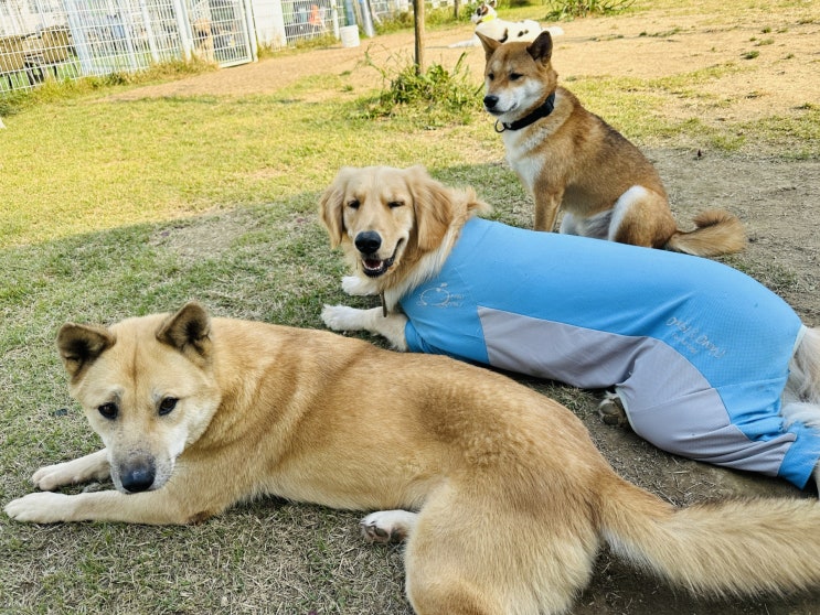  분당애견동반 라드독 천연잔디운동장