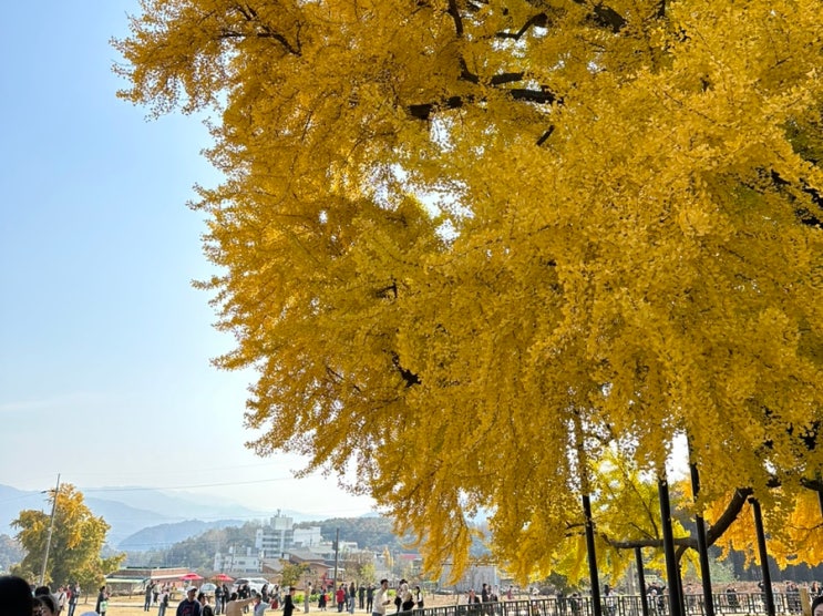 강원 원주 문막 가을 나들이 천연기념물 반계리 은행나무 10월 30일