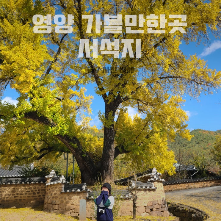  영양 가볼만한곳 은행나무 명소 서석지