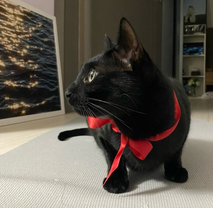  [우리집고양이] 검은고양이 우주 육묘일기 #3