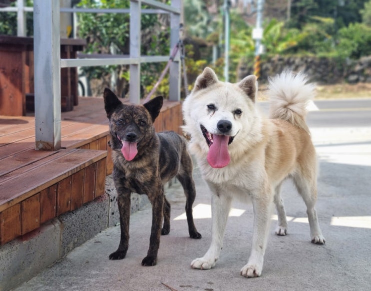  강아지 산책 후에는 간식이지(제주개(제주견), 진도믹스 대형견)
