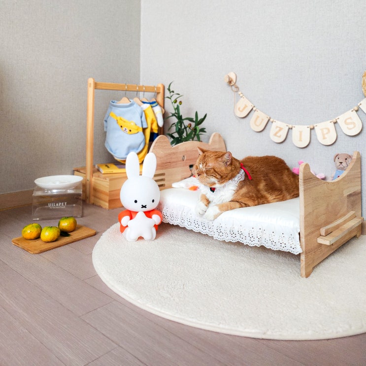  고양이 입양 할때 초보 집사가 알아두면 좋은 준비물과 마음가짐
