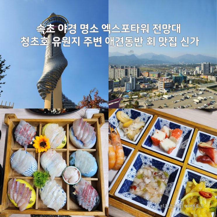  속초 야경 명소 엑스포타워 전망대 시간 입장료 : 청초호 유원지 주변 애견동반 회 맛집 신가